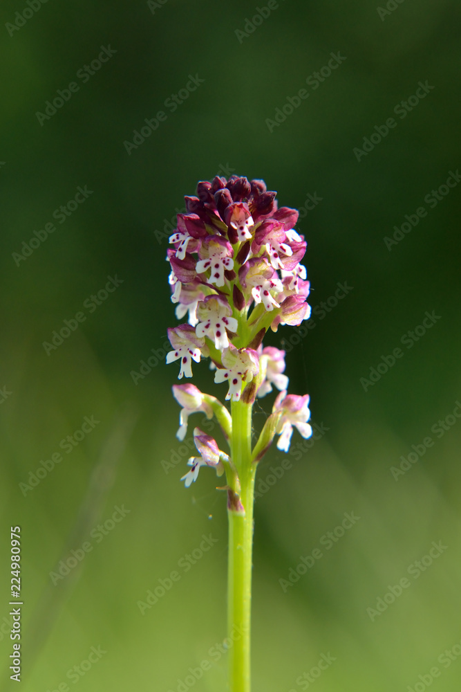 Obraz premium Close up flower head on meadow