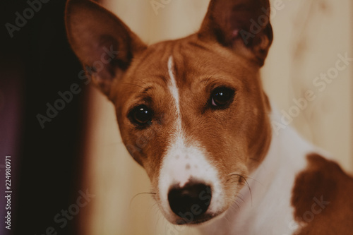 portrait of a dog basenjii
