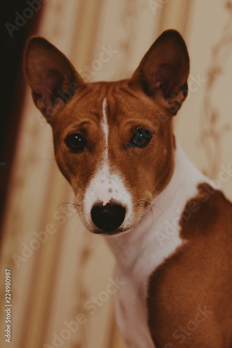 portrait of a dog basenjii