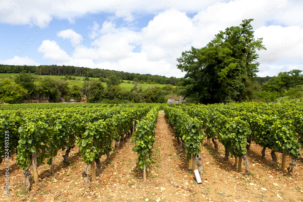 Vineyards in Ladoix, Bourgogne