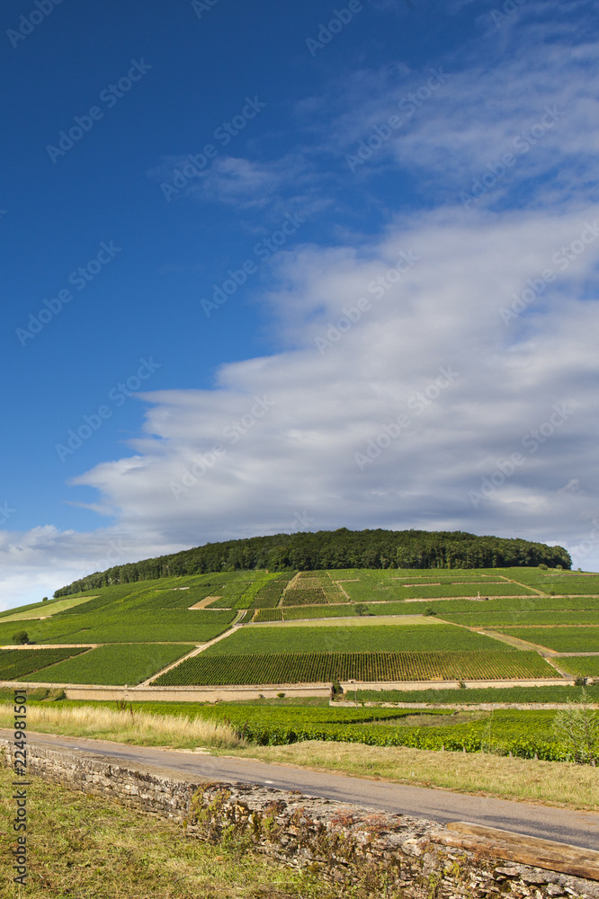Vineyards and terroir in Aloxei Corton, Bourgogne