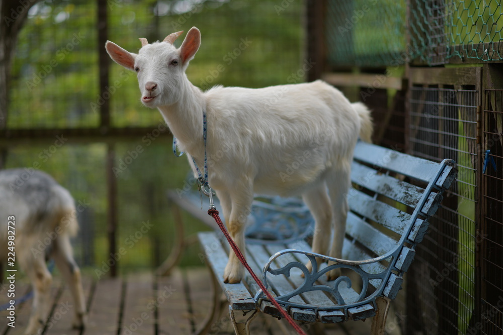 Obraz premium Silly Goat on Bench