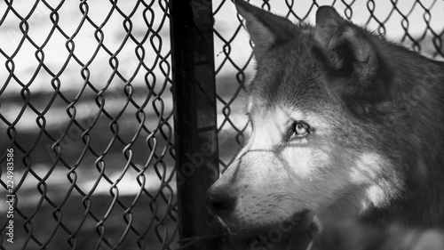 Bilde på lerret wolf jailed