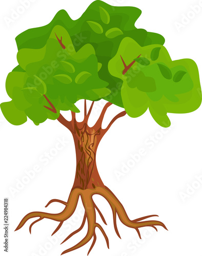 Deciduous tree with green crown and root system on white background