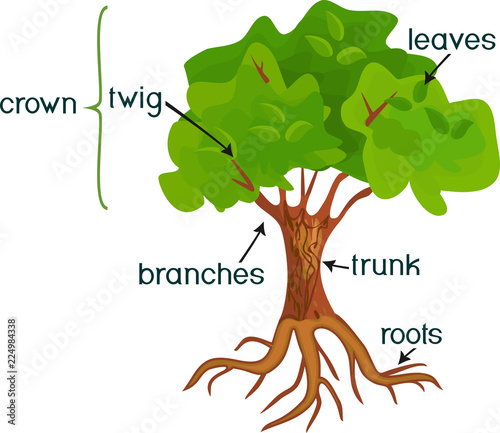 Parts of plant. Morphology of abstract deciduous tree with green crown, root system and titles isolated on white background