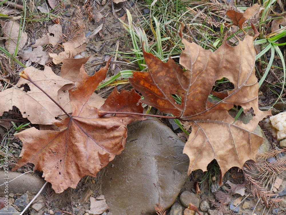 Close up dried brown maple leaves on the ground Close up dried brown maple leaves on the ground