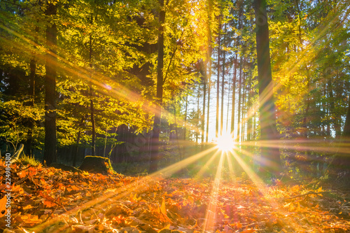 Sonnendurchfluteter Wald im Herbst photo