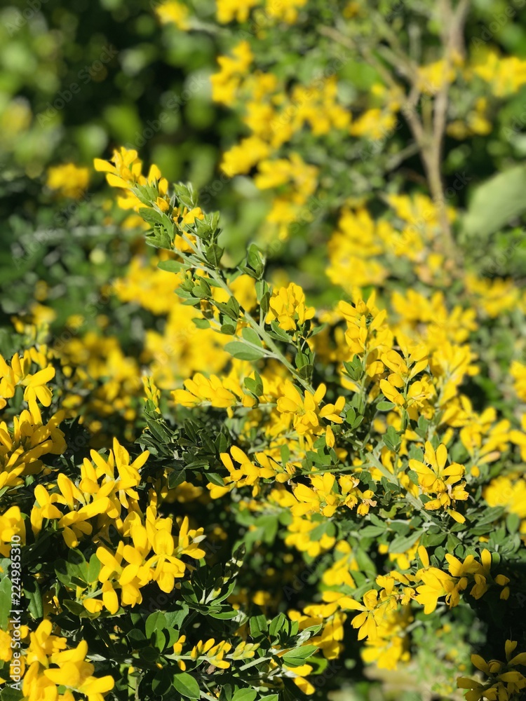 Obraz premium Beautiful nature spring time yellow flower 