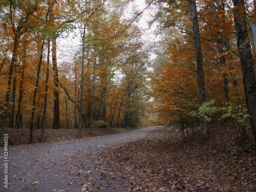 Fall scenery in the forest with fallen leaves and colorful trees 