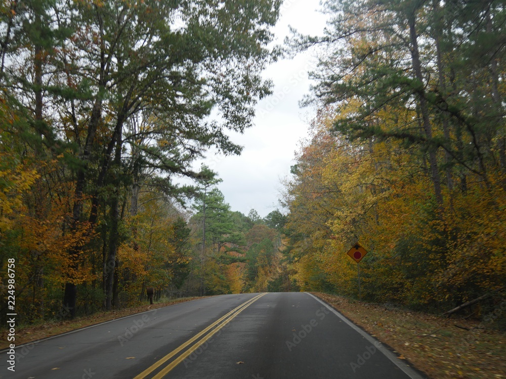 Paved road bordered with trees with colorful leaves in a state park in autumn