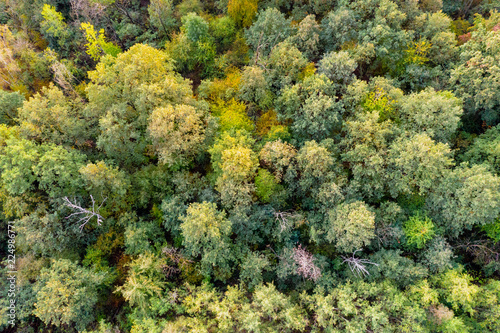 Aerial top down view on autumn forest.