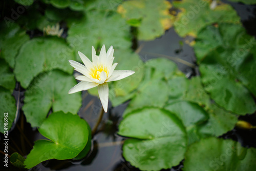 White lotus flower