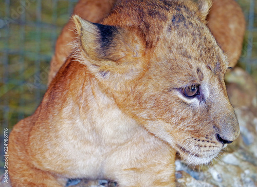 Fototapeta Naklejka Na Ścianę i Meble -  beautiful little lion
