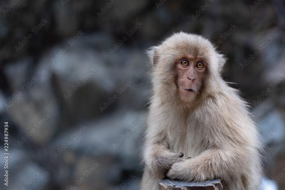 Young snow monkey with soft fur sitting by the side of the hot pool, enjoying the warmth Young snow monkey with soft fur sitting by the side of the hot pool, enjoying the warmth