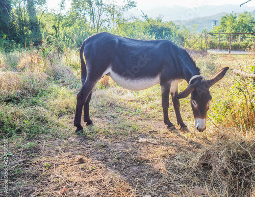 Mama donkey