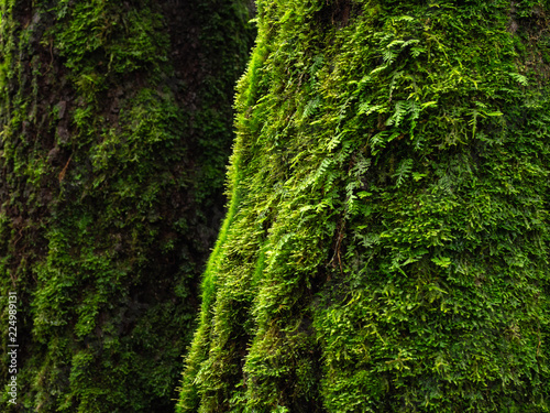 moss and fern in rain forest