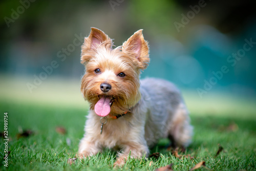 Yorkshire Terrier Sitting on a Grass Field with Bokeh Background © Stowen