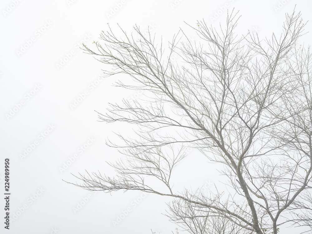 tree branches in fog