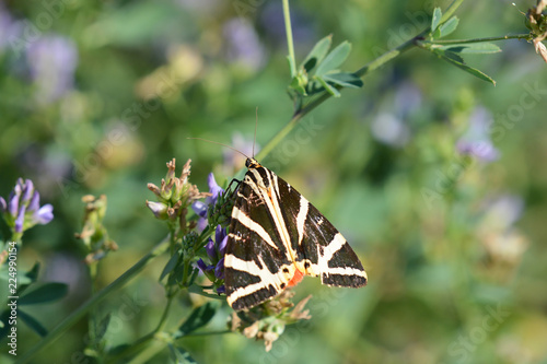 Papillon . Ecaille chiné photo