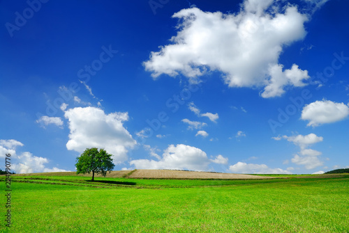 Idyllic landscape, lonely tree among green fields