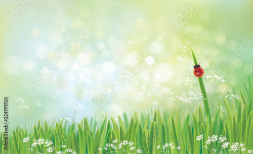 Vector spring  nature  background,  green grass  and  ladybird on green bokeh background.