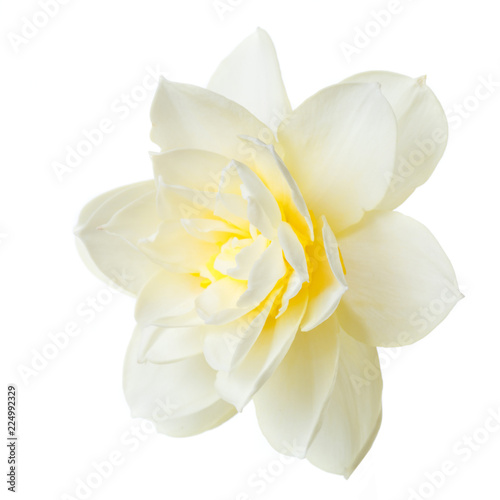 Delicate daffodil flower isolated on white background.
