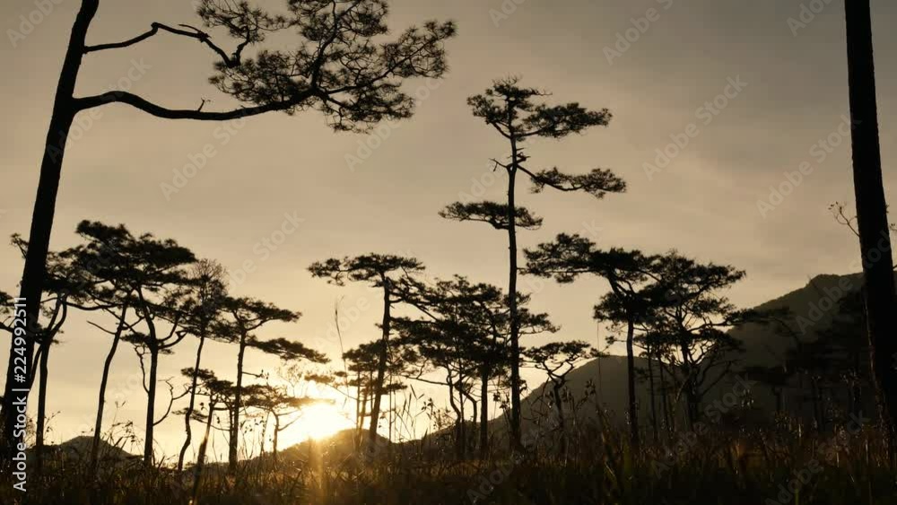 Beautiful morning scene in the forest with sun rays and long shadows, Panoramic image of morning forest with fantastic sun beams. Beautiful morning scene in the forest with sun rays and long shadows, Panoramic image of morning forest with fantastic sun beams.