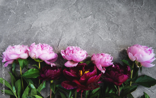 Fototapeta Naklejka Na Ścianę i Meble -  beautiful pink  peony flowers