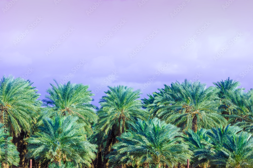Tropical evening landscape. Grove of the palm trees against the sunset sky. Beautiful nature. Plantation of date palms