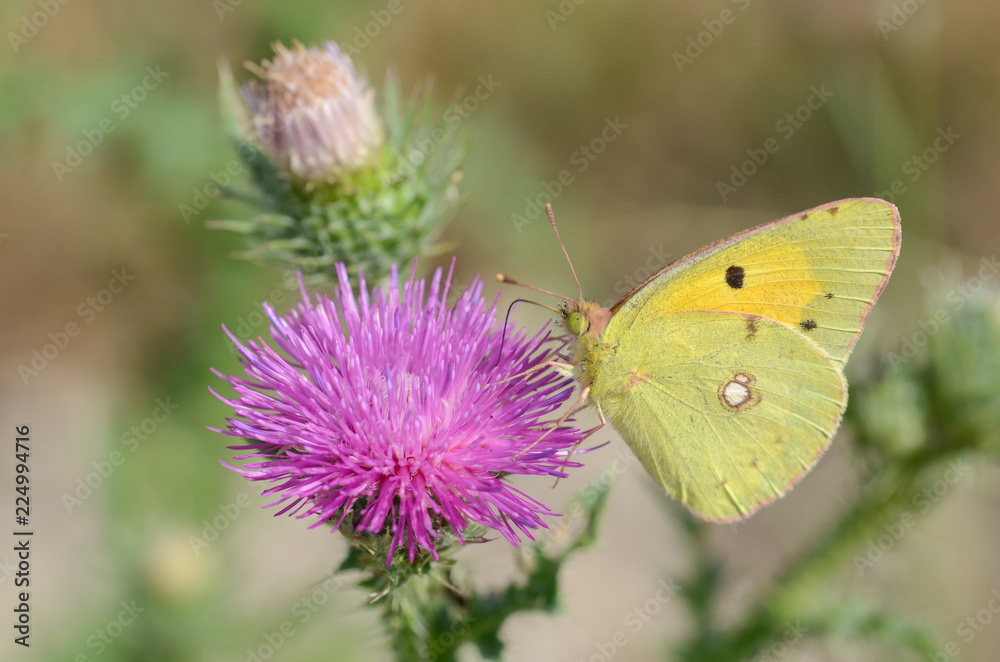 Colias crocea (Clouded Yellow) Colias crocea (Clouded Yellow)