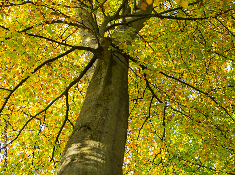 Obraz premium tree in autumn
