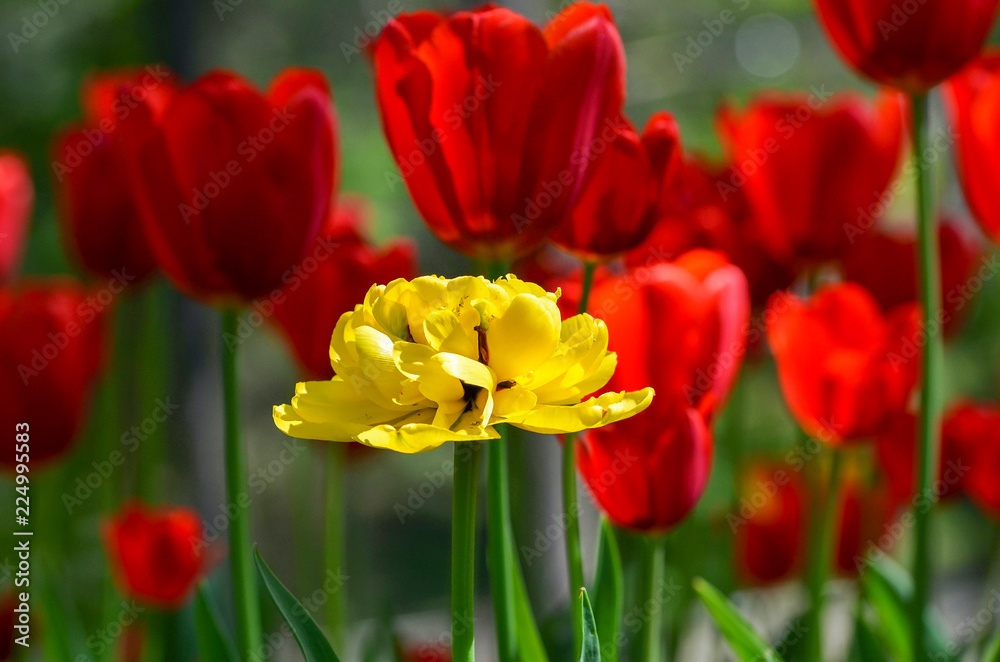 Flower tulips background on spring.