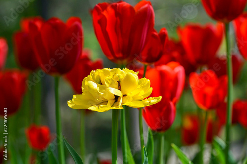 Flower tulips background on spring.