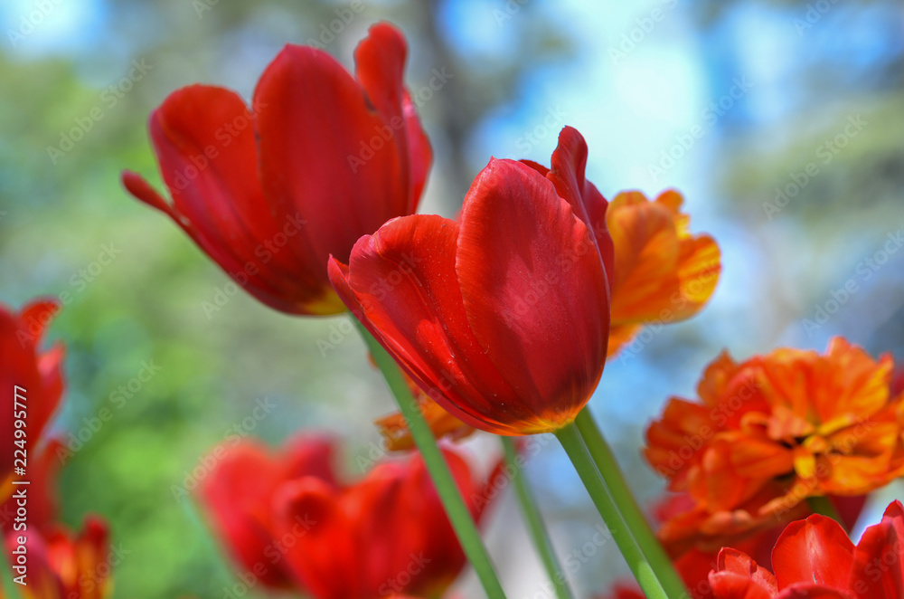 Flower tulips background on spring.