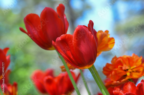 Flower tulips background on spring.