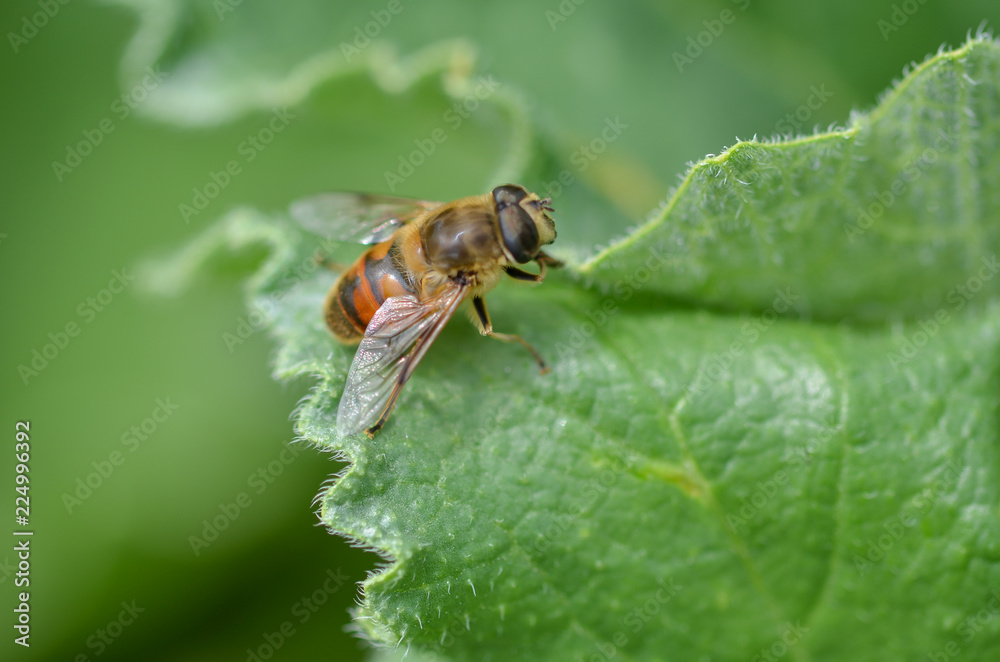 Bee is on the green leaf. Bee is on the green leaf.