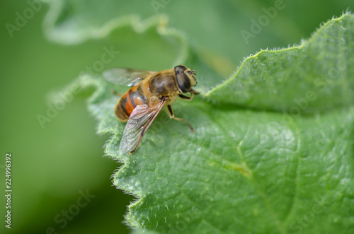 Bee is on the green leaf. © nkeskin