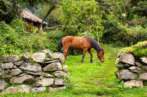 Horse in meadow  photo