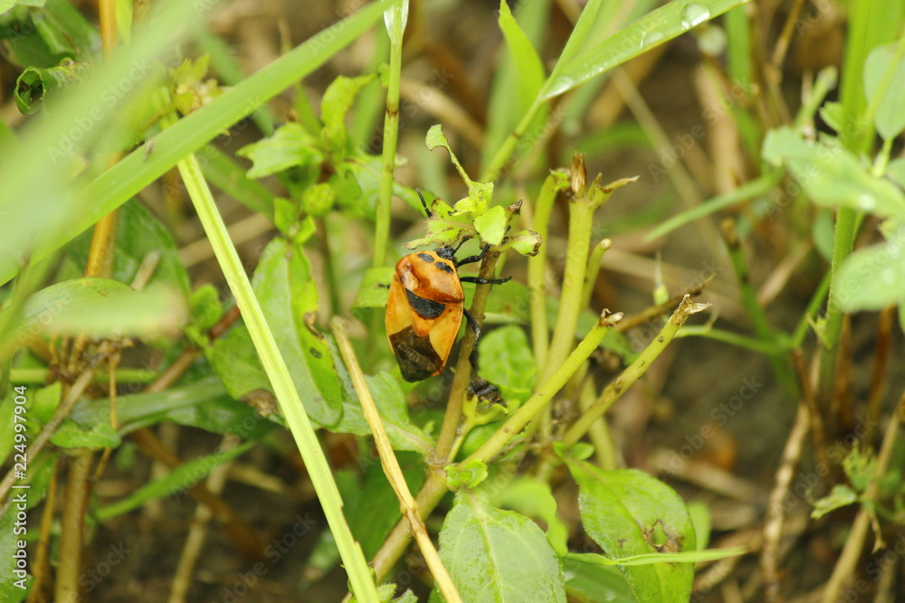 YELLOW BETTLE YELLOW BETTLE