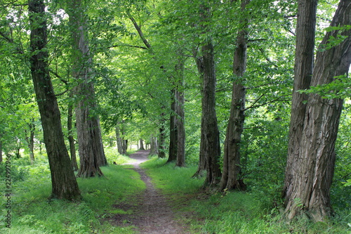 path in the forest