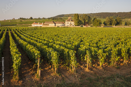 Vineyards in Cote d Or  Bourgogne