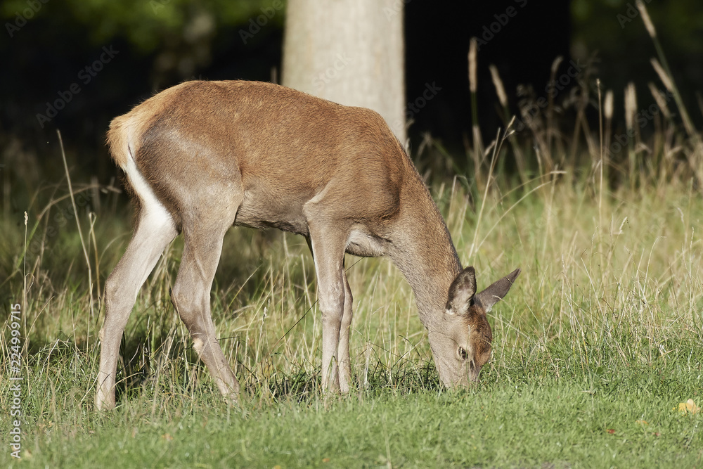 Red deer (Cervus elaphus)