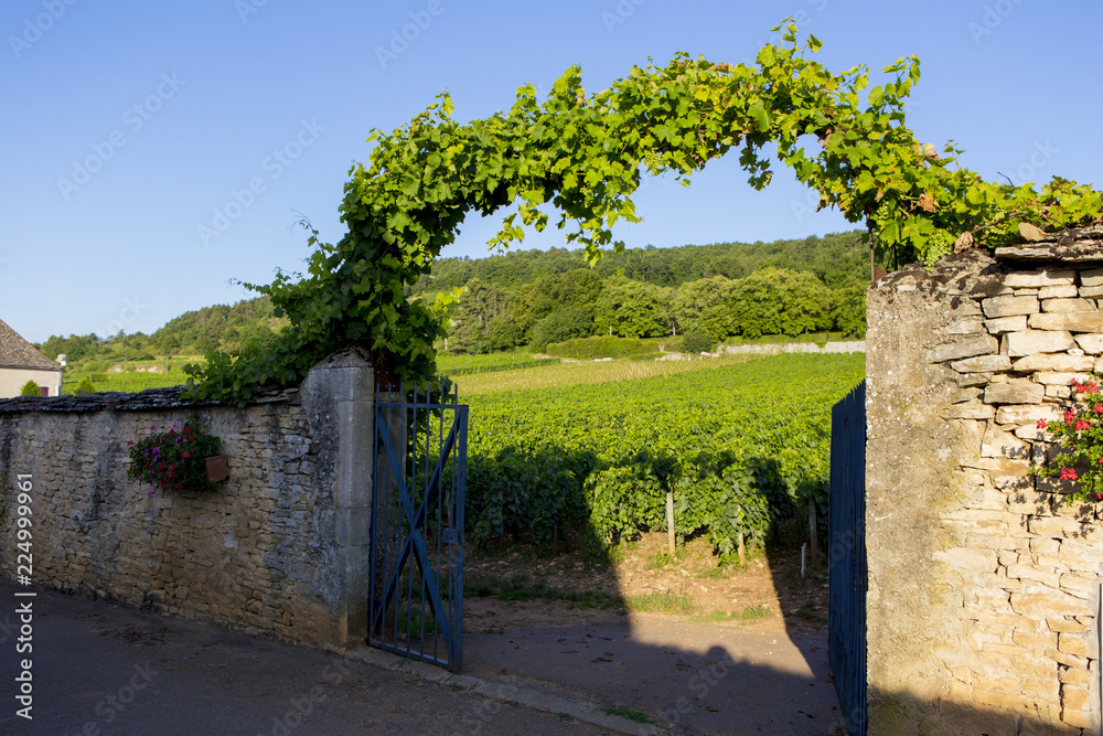 Vineyards in Cote d'Or, Bourgogne