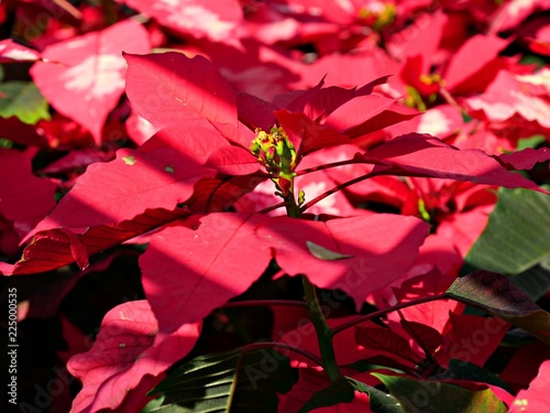 Extreme closeup sideview of red poinsettias in the garden