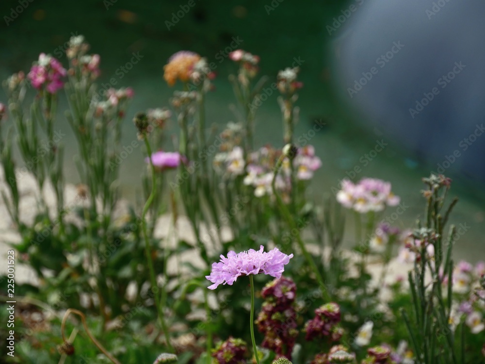 Pink flower blooming in a garden, with an assortment of blurry flowers in the background