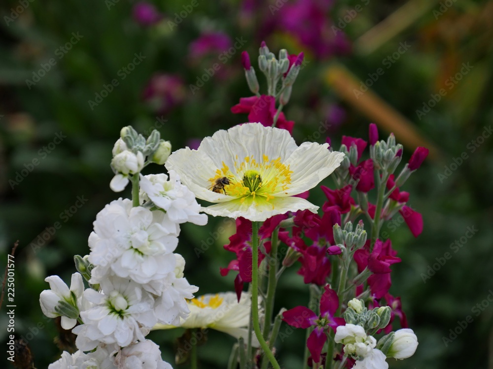 Close up of a white flower with yellow center with a bumble bee perched in it Close up of a white flower with yellow center with a bumble bee perched in it