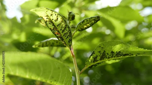 4K Aphids on Green Plant Leaves Underside photo