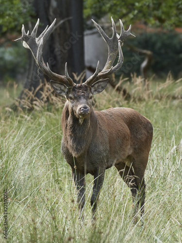 Red deer (Cervus elaphus) © dennisjacobsen