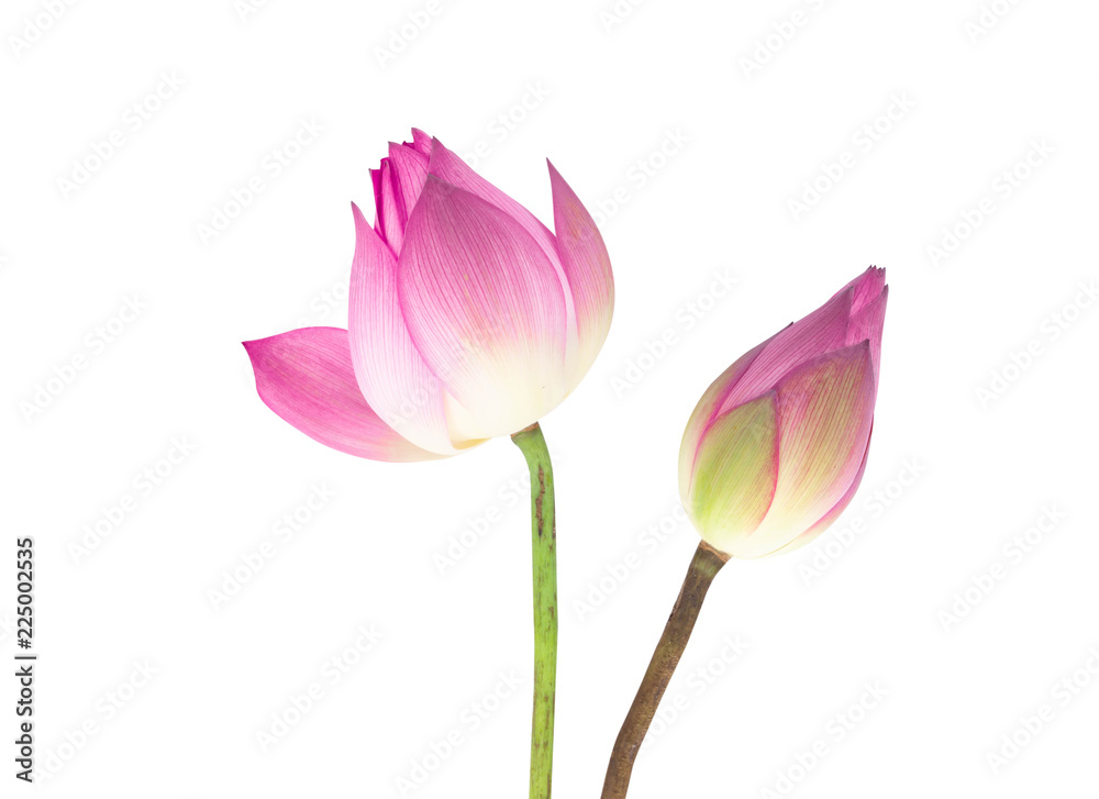 Closeup beautiful pink lotus isolated on white background