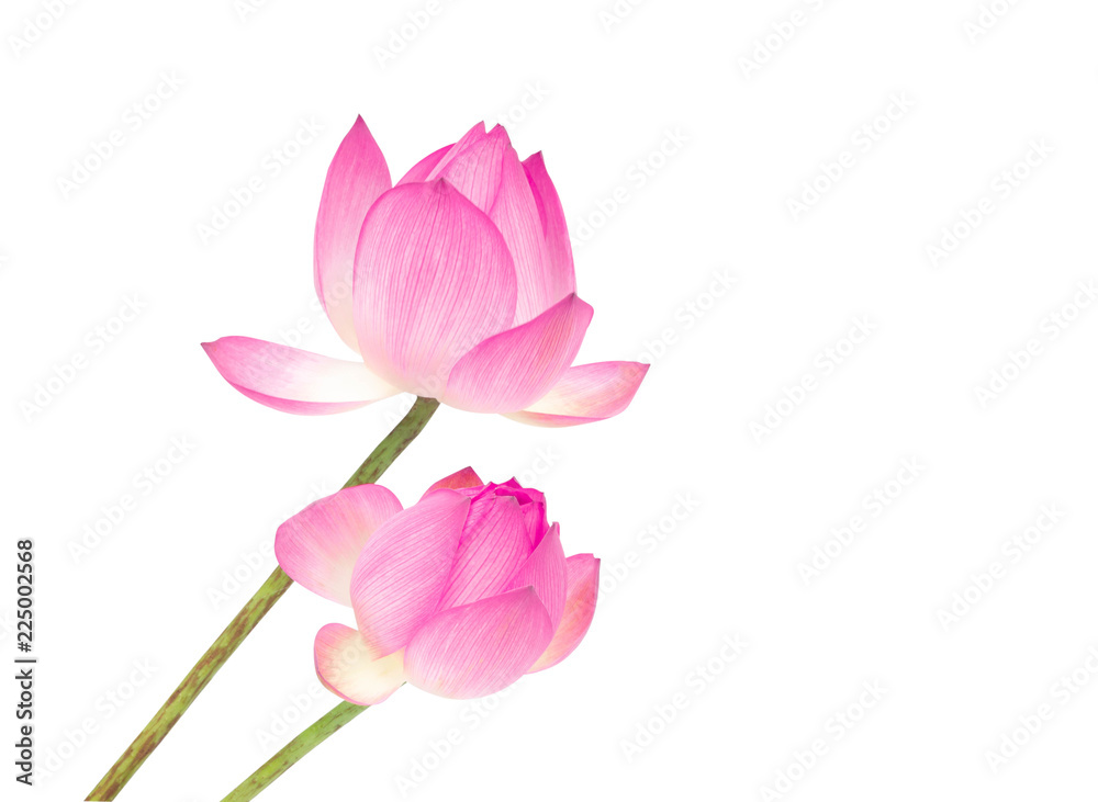 Fototapeta premium Closeup lotus flower isolated on white background.